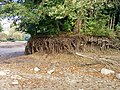 Racines sous la Petite Île de Godinne, lors du chômage de la Meuse de 2017