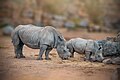 Rhinoceros with little