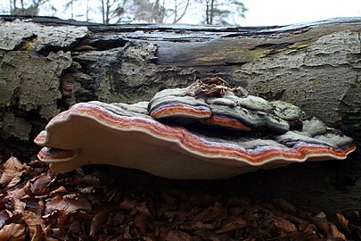 Roodgerande houtzwam (Fomitopsis pinicola)