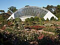 Rose garden, Adelaide Botanic Garden, Australia