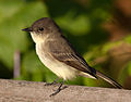 Eastern Phoebe