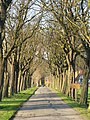 Allee zum Schloss Hollwinkel