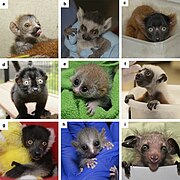 Strepsirrhine infants at Duke Lemur Center.jpg