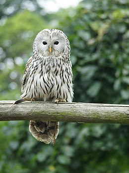 Uralinė pelėda (Strix uralensis)