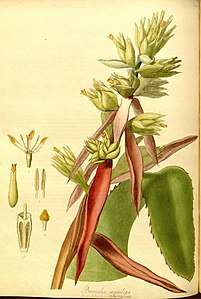 illustration of flower species