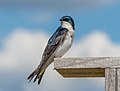 Image 81Tree swallow on a nest box in Jamaica Bay Wildlife Refuge