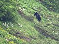 Ours mangeant des plantes dans la région du mont Norikura.