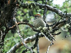 Description de l'image White-browed Tit-Spinetail - Leptasthenura xenothorax; Abra Malaga, Cuzco, Perú.jpg.