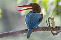 White-throated kingfisher in Baranagar