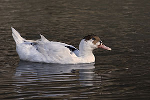 White Duck