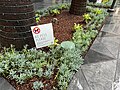 No pets sign at Wilshire Grand Center