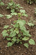 Xanthium orientale - Botanischer Garten Mainz IMG 5568.JPG