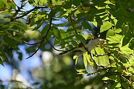 Yellow-billed cuckoo blandair 9.7.20 DSC 0413.jpg