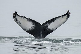 029a Humpback whale tail at Ísafjarðardjúp (Iceland) Photo by Giles Laurent.jpg