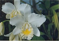 Cattleya Marjorie Hausermann 'York'