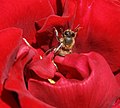 A Bee and a Rose