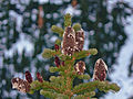 Abies lasiocarpa