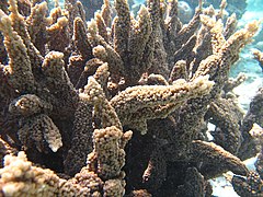 Acropora hemprichii