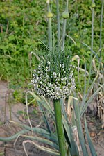 Valse viviparie bij prei (Allium ampeloprasum var. porrum)