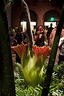 Visitors photograph a blooming corpse flower on display at Phipps Conservatory in the United States in August 2013