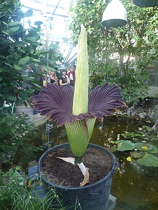 Titan arum i blomst i Botanisk Have for første gang.