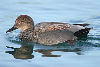 Un canard chipeau (Anas strepera) nageant dans le parc Humber Bay à Toronto, en Ontario. (définition réelle 1 536 × 1 024)