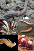 Annelida collage (2).png