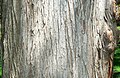 Bald Cypress (Taxodium distichum) bark