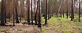 Two photographs of the same section of a pine forest; both show blackened bark at least halfway up the trees. The first picture is noticeably lacking in surface vegetation, while the second shows small, green grasses on the forest floor.