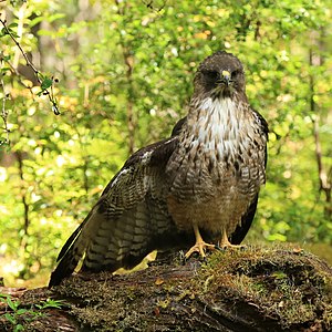 Patagona buteo