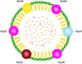 Thumbnail for Lipoprotein