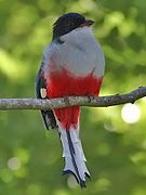 Trogon