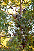 Cupressus glabra Sedona1.jpg