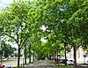 Schnurbaum-Allee