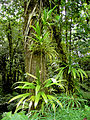 Ricco habitat della foresta pluviale in Dominica.