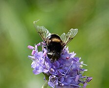 Eristalis intricaria female (36813400376).jpg