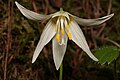 Erythronium oregonum