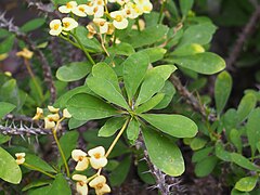 Euphorbia milii f. lutea 2019-05-29 02.jpg