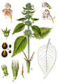 Galeopsis tetrahit (illustration)