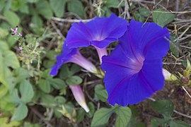 Perianto infundibuliforme gamopétalo (con los pétalos conados, fusionados entre ellos) en Ipomoea.