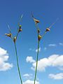 Inflorescences