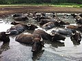 Badende waterbuffels in Griekenland