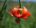 Krainer Lilie (Lilium carniolicum)