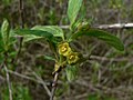 Lonicera involucrata