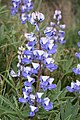 Lupinus latifolius