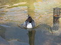 Northern Pintail