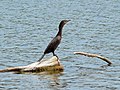 Neotropical cormorant (Phalacrocorax brasilianus) seen in DeSoto National Wildlife Refuge... image of an "accidental" or rare sighting for the Iowa/Nebraska region...