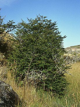 Нотофагус антарктический (Nothofagus antarctica)