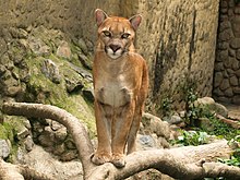 Le Puma concolor cabrerae, sous-espèce de puma, est typique de la région.