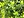 Berkas: Quercus agrifolia foliage.jpg (row: 22 column: 14 )